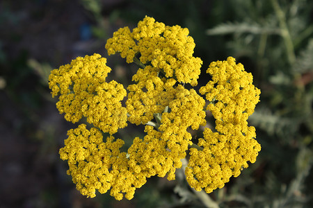 黄色开花的西洋蓍草 (Achillea millefolium)。