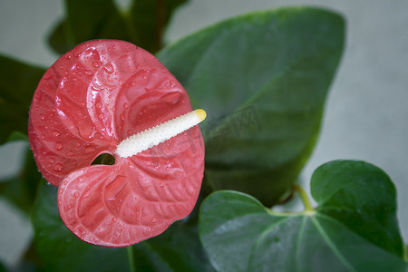 安祖花美丽明亮的红色花。