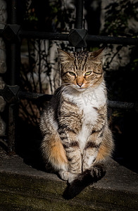 流浪猫摄影照片_另一张无家可归的流浪猫的画像