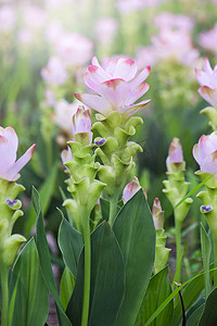 姜黄 (Siamese Tulip Curcuma Alismatifolia) 花 I