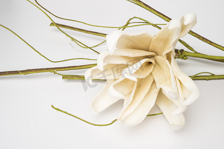 白栀子花
