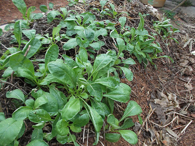 蔬菜地摄影照片_蔬菜地，种植白菜