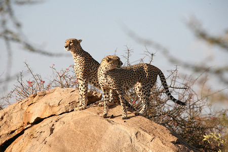 猎豹博茨瓦纳非洲大草原野生动物哺乳动物