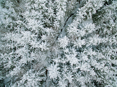 雪林