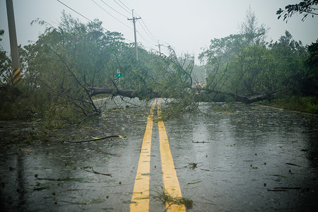 台风期间道路上的树木和碎片