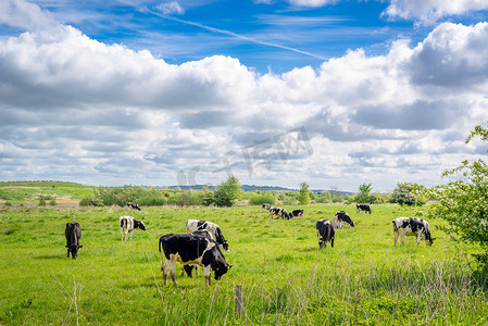 奶牛在吃草摄影照片_奶牛在夏季吃草
