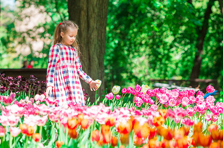郁金香女孩摄影照片_盛开的郁金香花园里的小可爱女孩。
