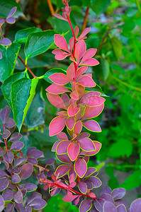 桑树枝摄影照片_Tunberg Berberis thunbergii 的秋季伏牛花，一种有红叶和浆果的树枝