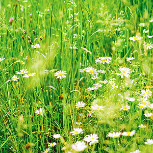 夏季雏菊田、绿草开花、洋甘菊草甸作为春季自然和花卉背景、植物园和生态环境