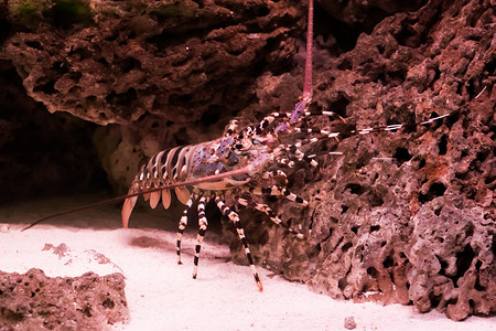 华丽的多刺岩龙虾爬上石头，来自太平洋的大型热带小龙虾