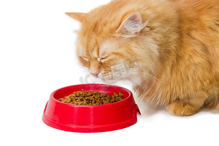 红猫，吃红碗里的干猫粮