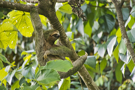 苍喉树懒，Marino Ballena 国家公园，哥斯达黎加