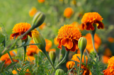 花园中明亮的橙色和黄色万寿菊