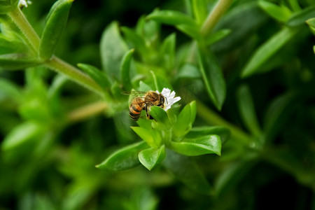 蜜蜂采集花粉的特写