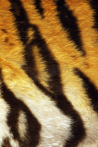 黄色的老虎摄影照片_毛皮上的老虎条纹特写