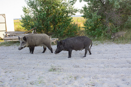 两只猪在沙滩上行走