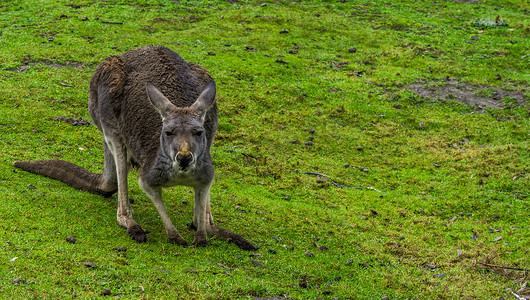 贝内特小袋鼠站在草地上看着镜头，澳大利亚袋鼠的肖像