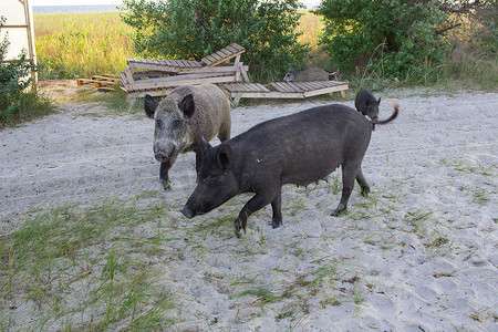 带小猪的野猪家庭在沙滩上散步