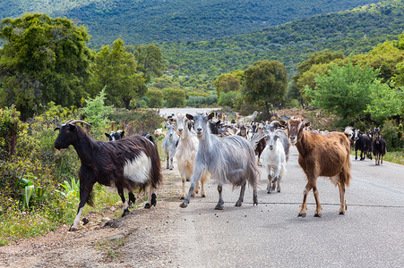 山羊群在路上行走