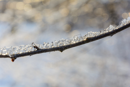 融化的雪在树枝上