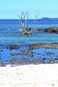 印度死树中美丽的安迪拉纳海滩海藻