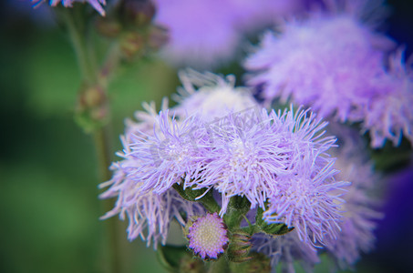 种牙摄影照片_因斯布鲁克的蓝色牙线花或蓝貂、蓝草、猫脚、墨西哥画笔