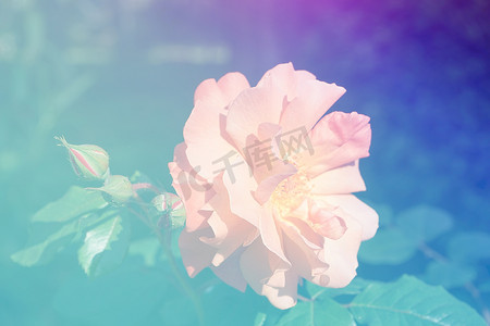 蓝色光芒摄影照片_蓝色光芒中精致的粉红色玫瑰花