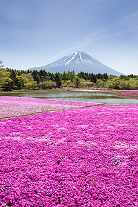 日本芝樱节与樱花的粉红色苔藓或樱花与富士山山梨，日本（富士山焦点）