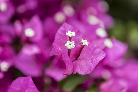 一朵睡莲摄影照片_一朵粉红色的花