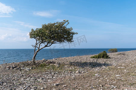风树叶风摄影照片_海边有风吹树的海岸线