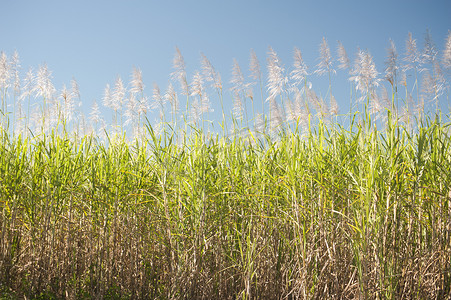 甘草植物摄影照片_高大的甘蔗植物在蓝天下
