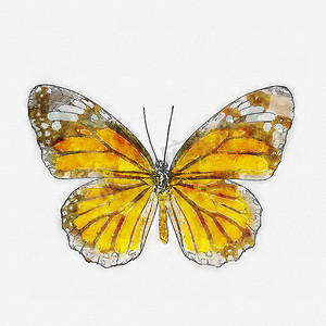 水彩常见的老虎蝴蝶。