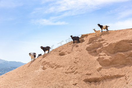 沙质山坡上的山羊群
