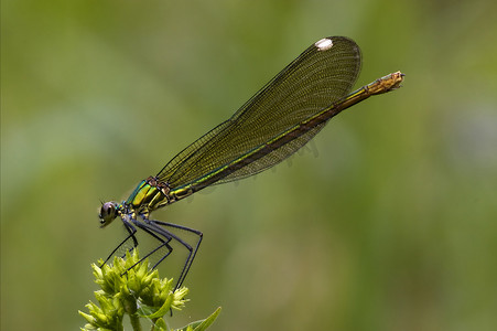 金绿摄影照片_野生金绿蜻蜓的侧面