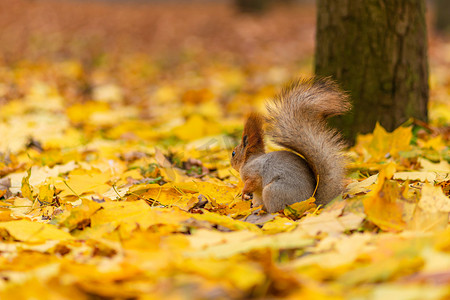 秋天，一只毛茸茸的美丽松鼠正在城市公园落下的黄叶中寻找食物