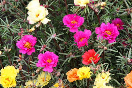 粉色花朵小花朵摄影照片_许多鲜艳的花朵