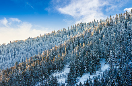 冬天山的壮观的森林