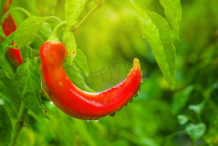 有机产品摄影照片_自家种植在庭院里的有机红辣椒