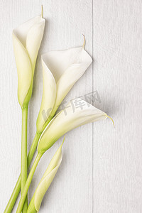 白色淡雅摄影照片_典雅的春天花，马蹄莲