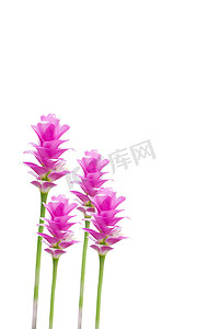 姜黄 (Siamese Tulip Curcuma Alismatifolia) 花 I