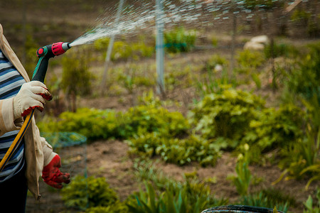 园艺和人的概念 — 快乐的老年女性在夏天用花园软管浇灌草坪