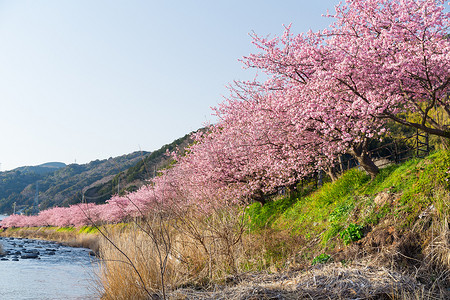 粉色河流摄影照片_樱花花树和河流