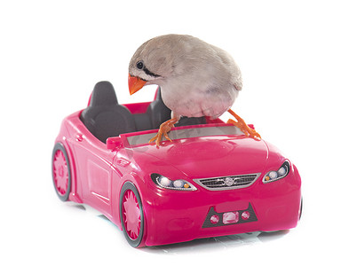 玩具小车摄影照片_小车上的雌性斑胸草雀
