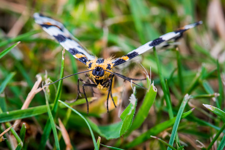 喜鹊飞过摄影照片_飞过草地的 Abraxas grossulariata 蝴蝶