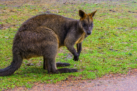 小袋鼠摄影照片_沼泽小袋鼠的特写，澳大利亚袋鼠的肖像