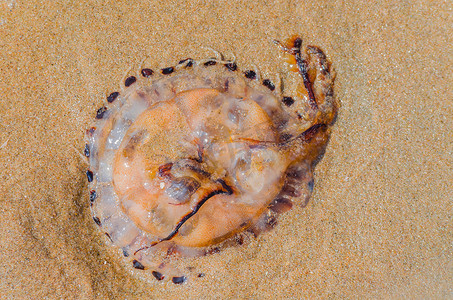 沙滩上生物摄影照片_沙滩上的水母