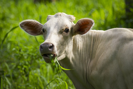 奶牛在吃草摄影照片_白牛的形象在自然背景下吃草。