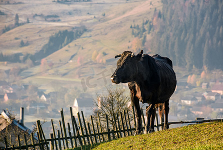 黑牛摄影照片_村庄上方青草山坡上的黑牛