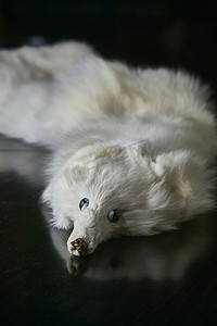 毛绒皮大衣白狐狸。