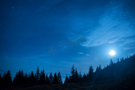 松树森林在月亮和蓝色黑暗的夜空下